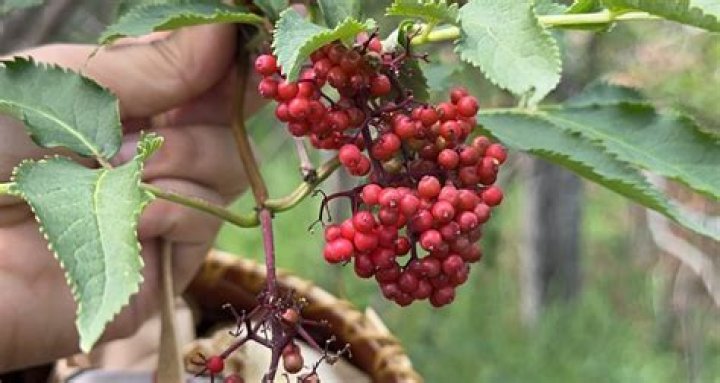 What can I do with red elderberries