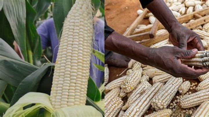 What can we make from maize?