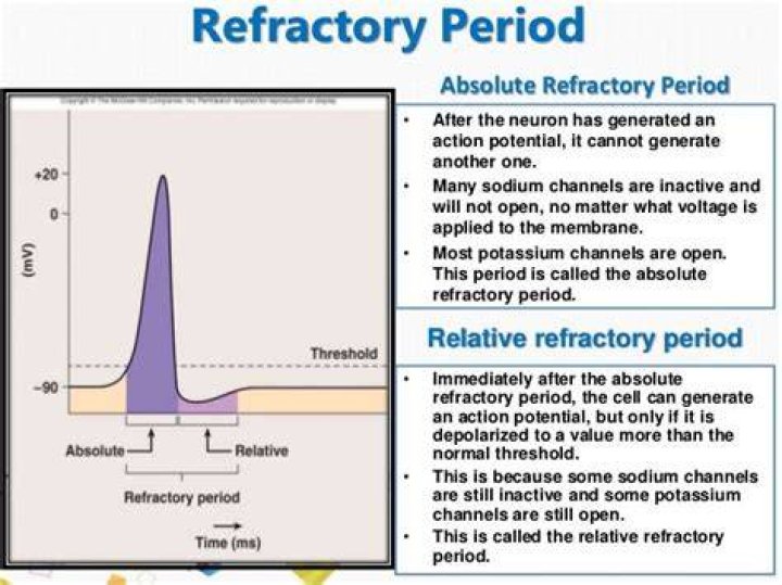 What causes absolute refractory period