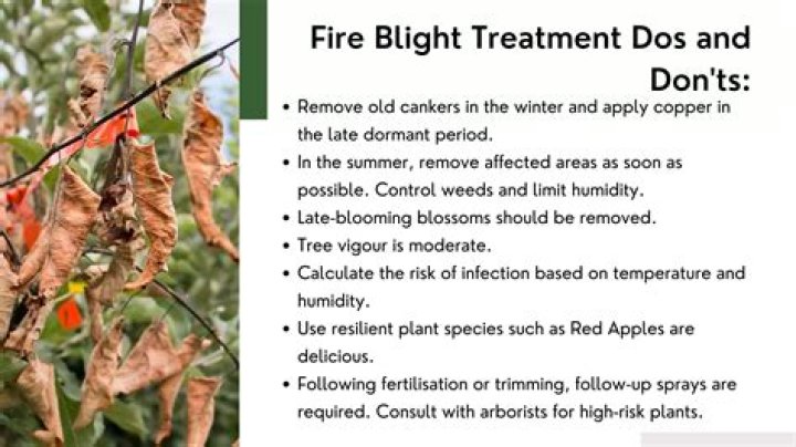 What causes fire blight in fruit trees