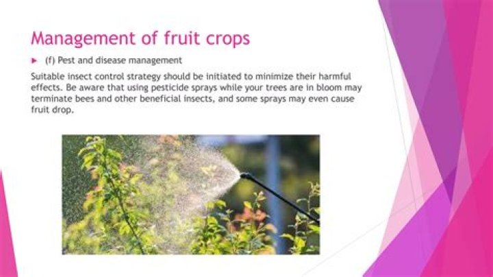 What causes fruit to drop?
