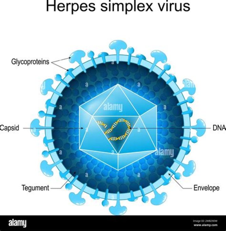 What causes Gammaherpesvirus