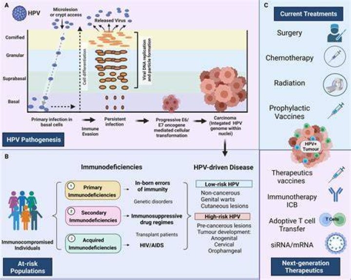 What causes persistent HPV infection?