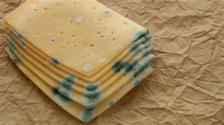 What cheese is rotten?