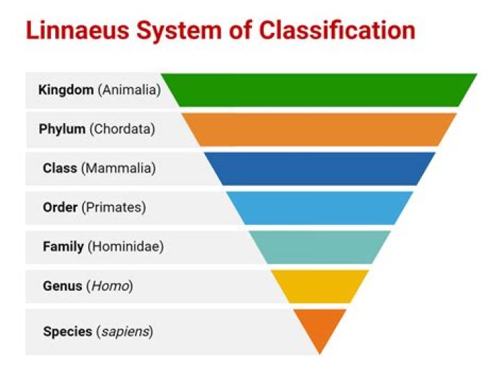 What classification is cheese?