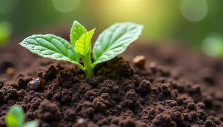 What counts as brown matter for compost?