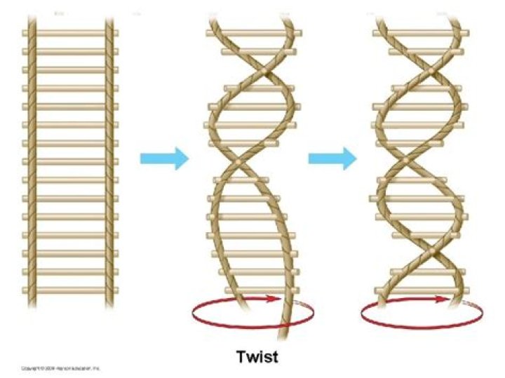 What direction does DNA twist?