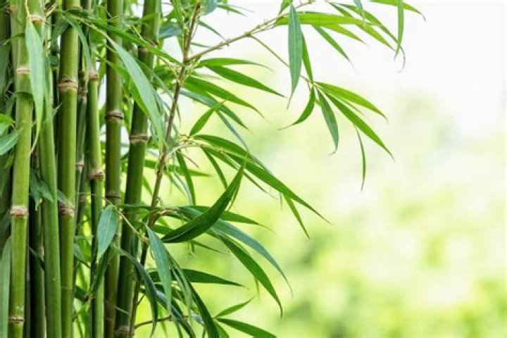 What do bamboo plants symbolize