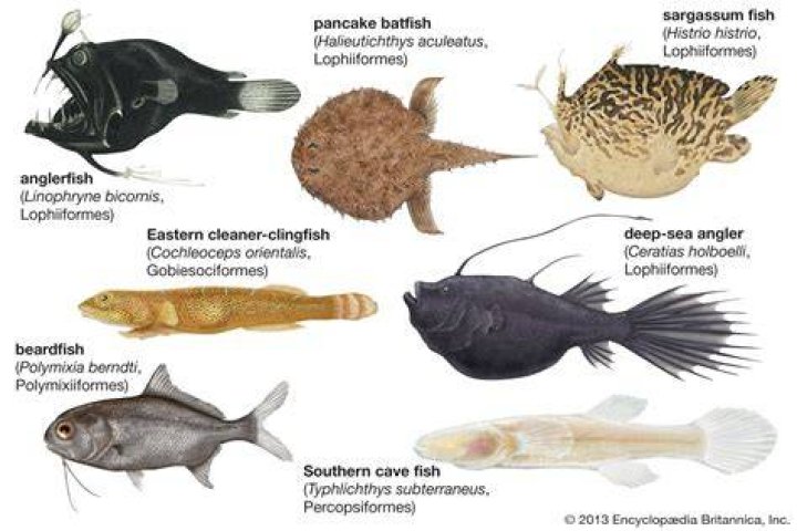 What do benthic fish eat