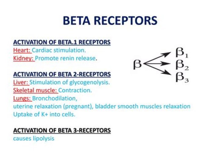 What do beta-2 receptors do?