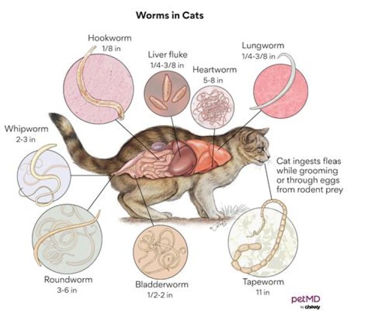 What do Cat worms look like
