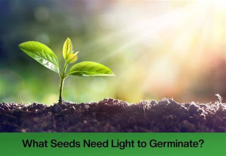 What do Dicots need to germinate?