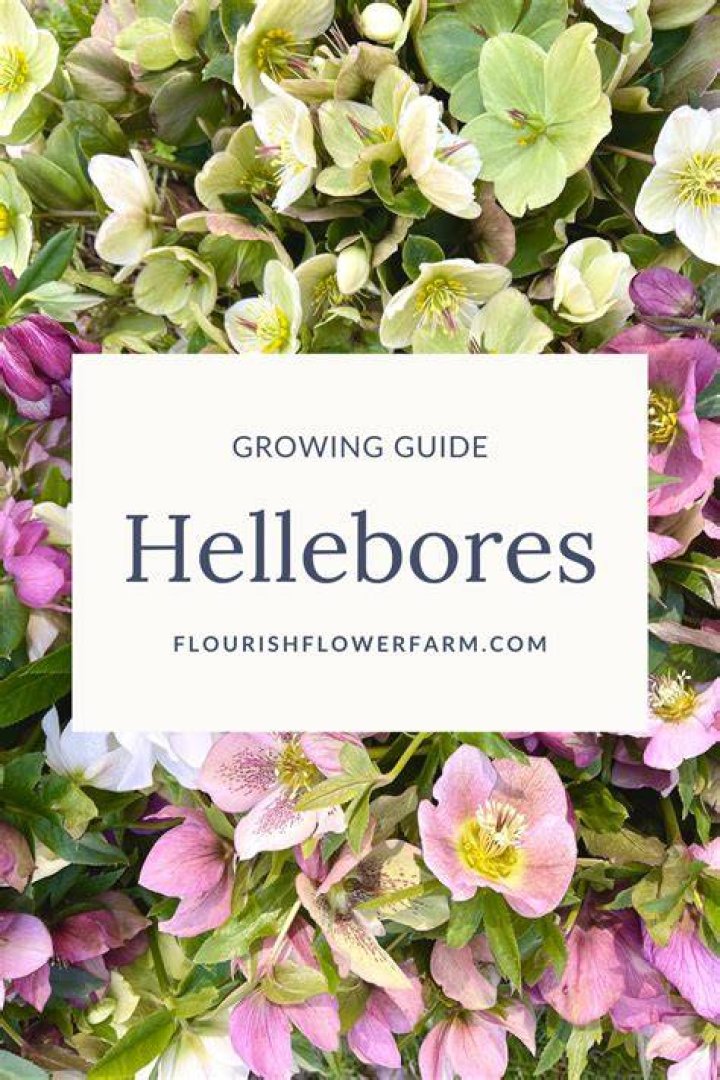 What do hellebores symbolize