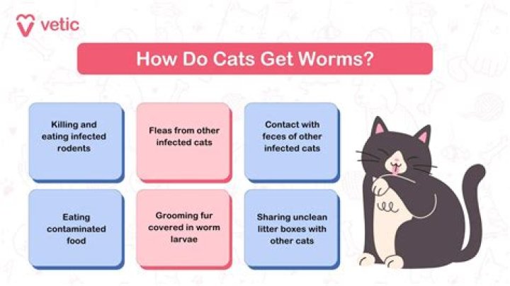 What do I do if my cat eats string