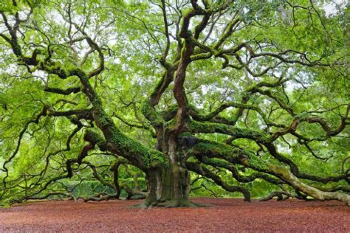 What do live oak trees look like