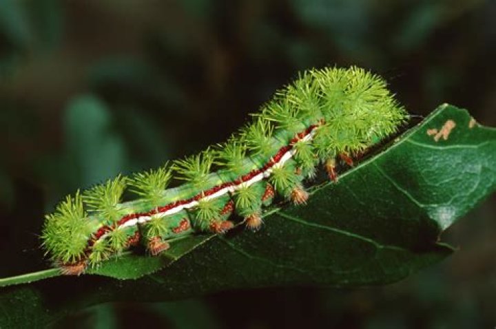 What do mullein caterpillars eat