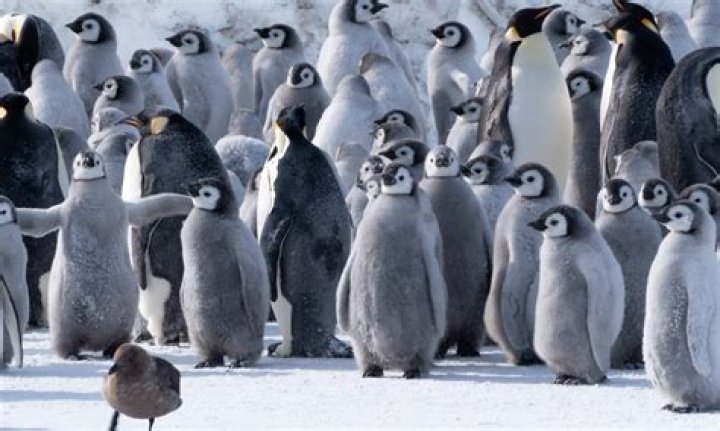 What do penguins do all day