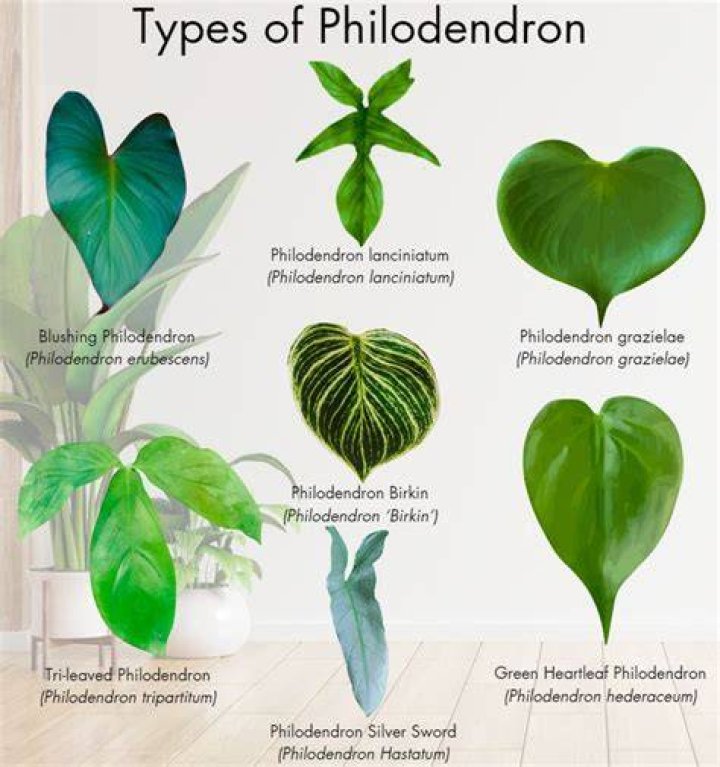 What do philodendrons look like