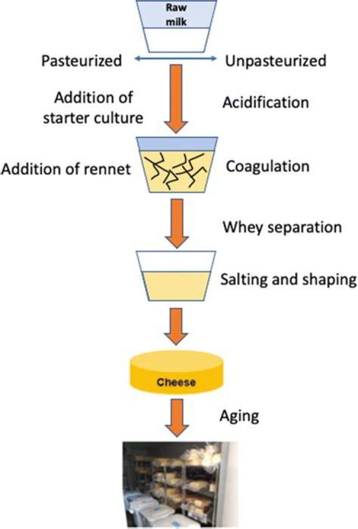 What do they use in making cheese?