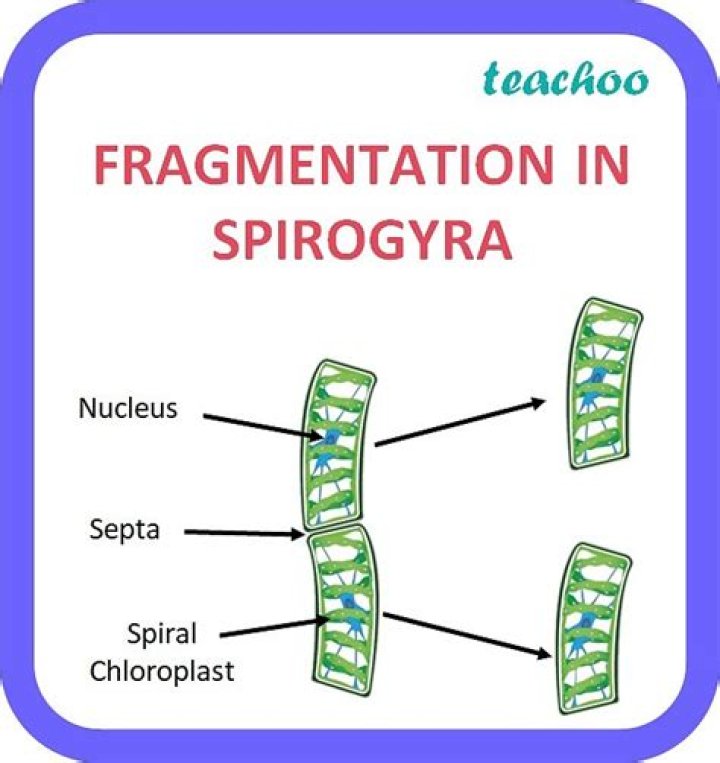 What do u mean by fragmentation?