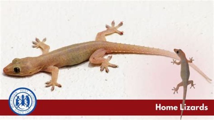 What do Wall lizards hate?
