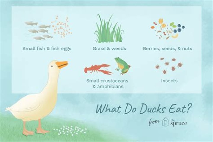 What do wild ducks eat