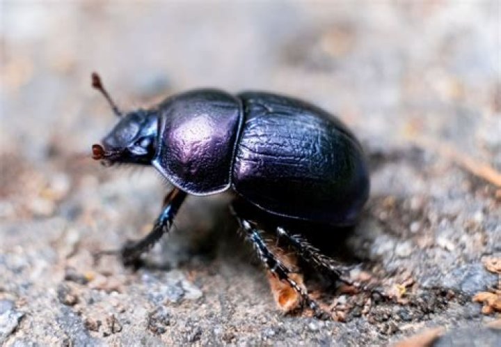 What does a corn beetle look like