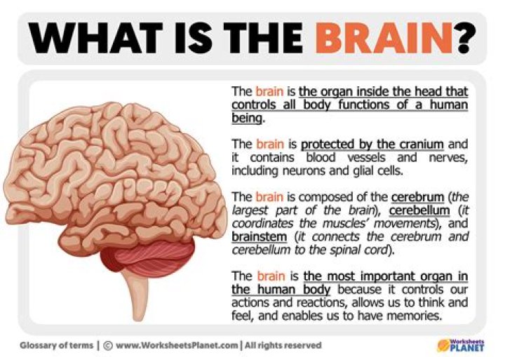 What does a human brain smell like?