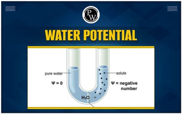 What does a negative water potential mean