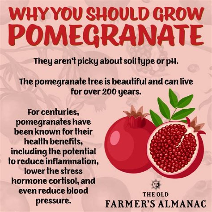 What does a pomegranate stand for