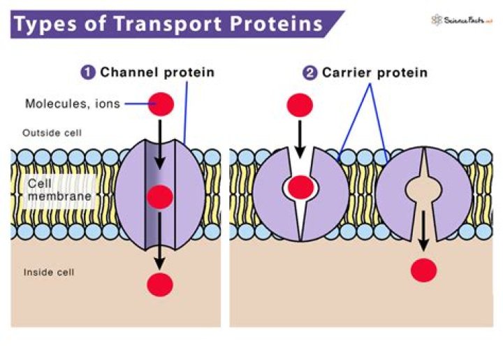 What does a transport protein do