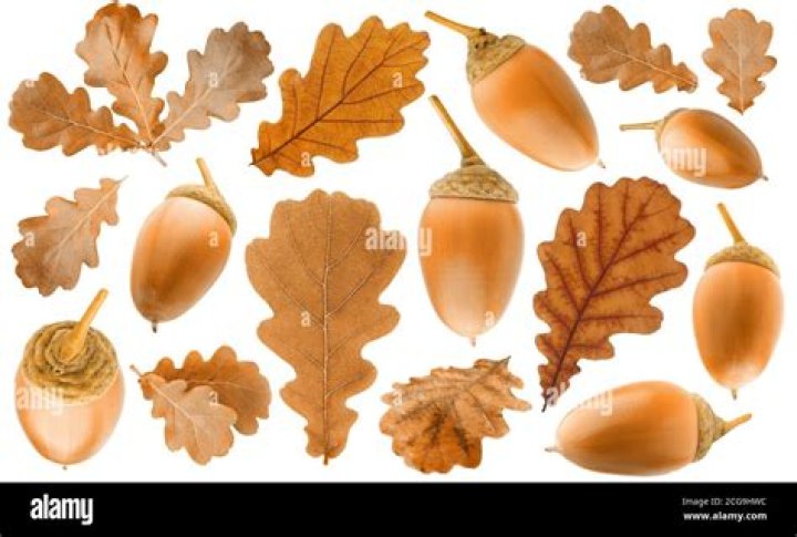 What does an acorn tree leaf look like