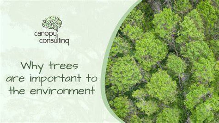 What does BP do for the environment?