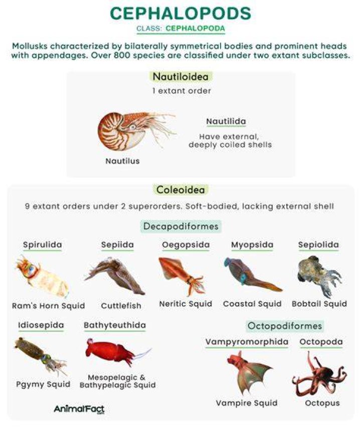 What does cephalopoda mean literally?