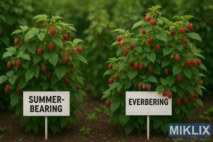 What does everbearing raspberry mean