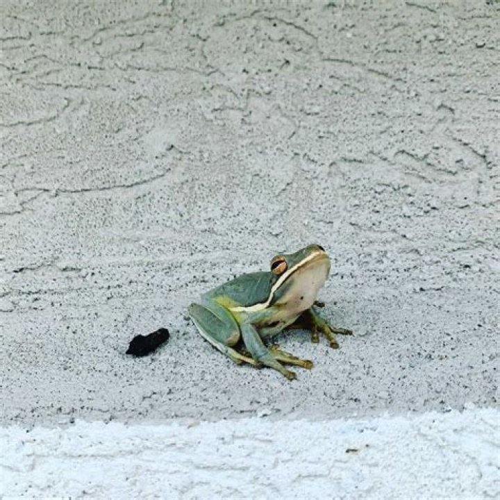 What does frog smell like?