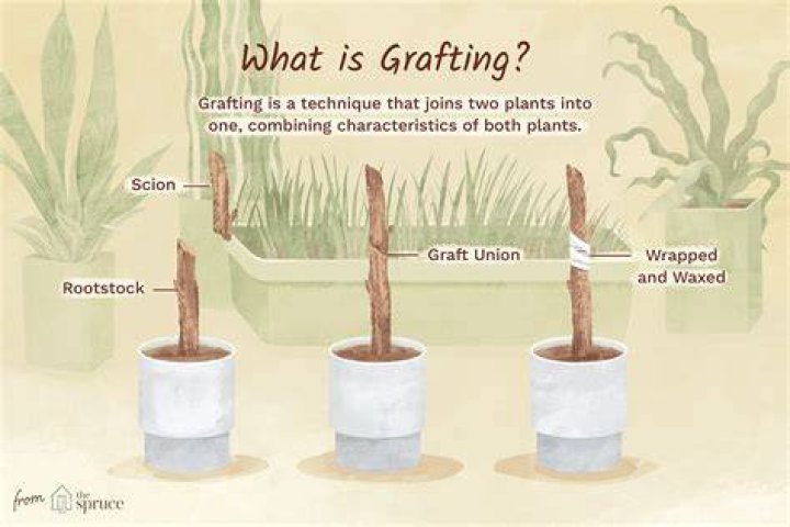 What does grafting a cactus mean