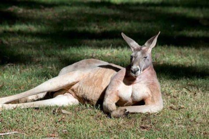 What does kangaroo apple treat