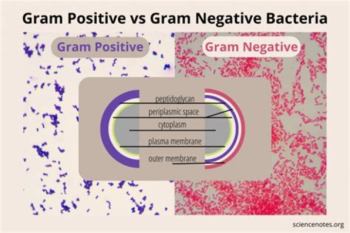 What does Napsin a positive mean?