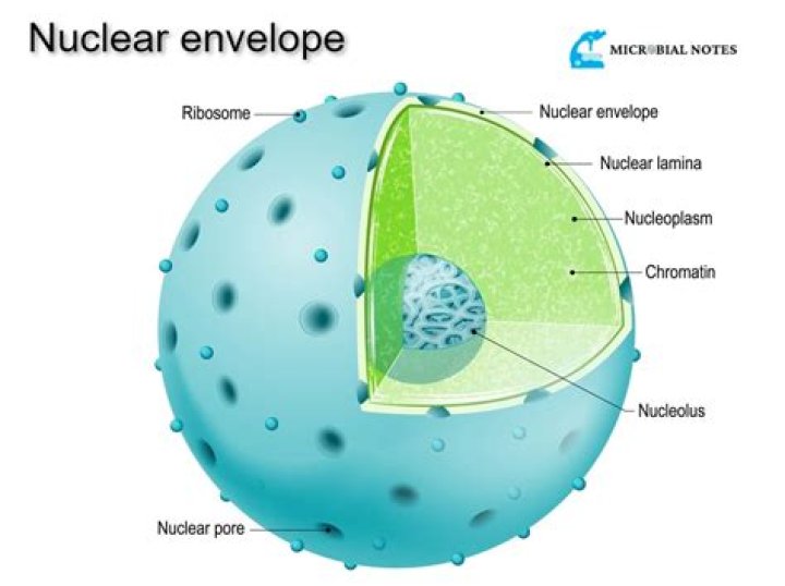 What does nuclear envelope look like