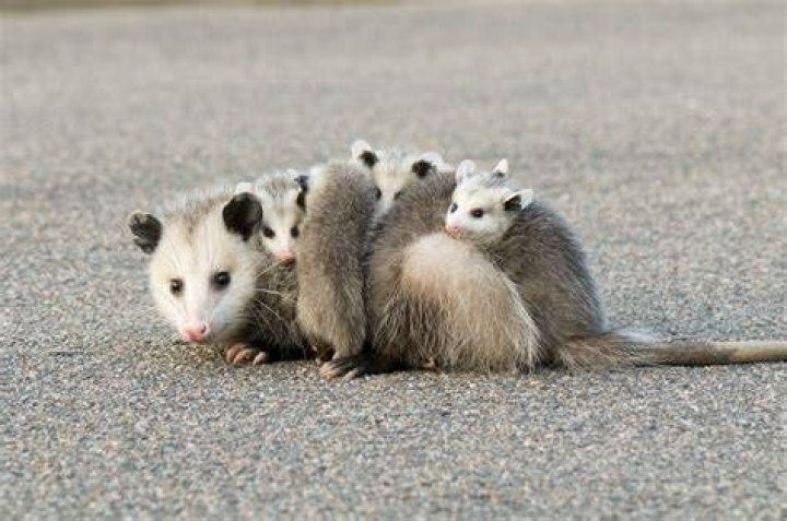 What does possum smell like