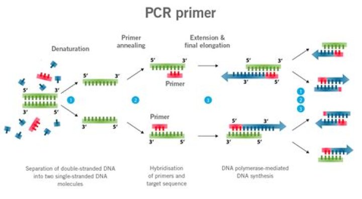 What does primer mean in reading?