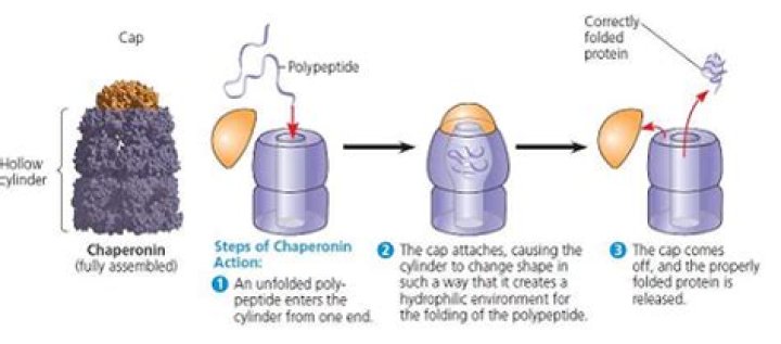 What does Pyrodictium do?