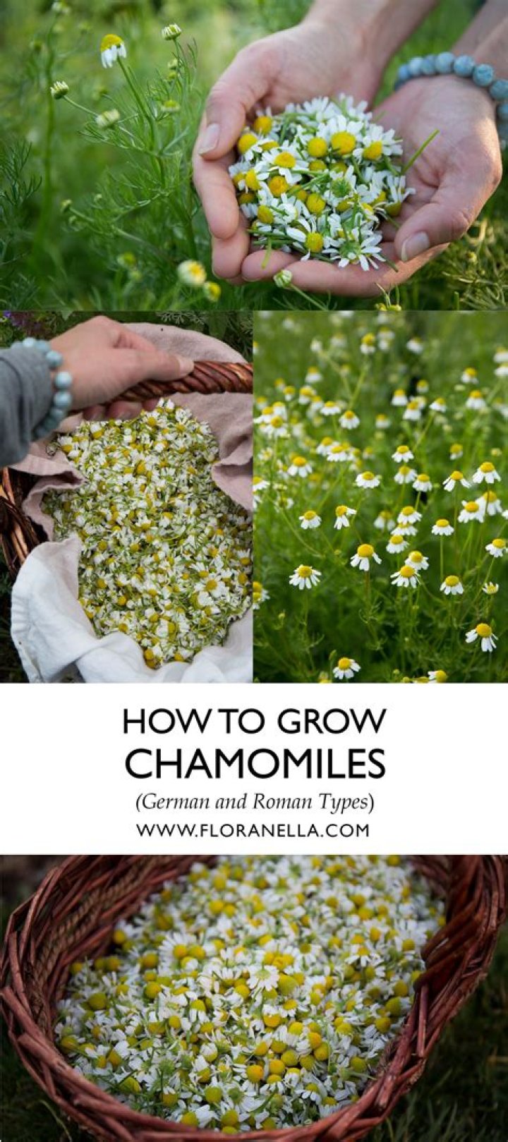 What does Roman chamomile do