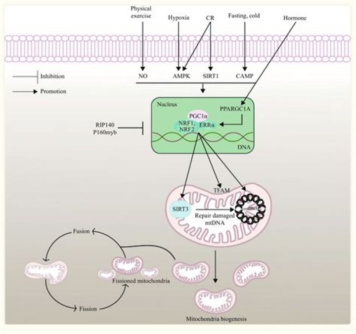 What does SIRT3 do?