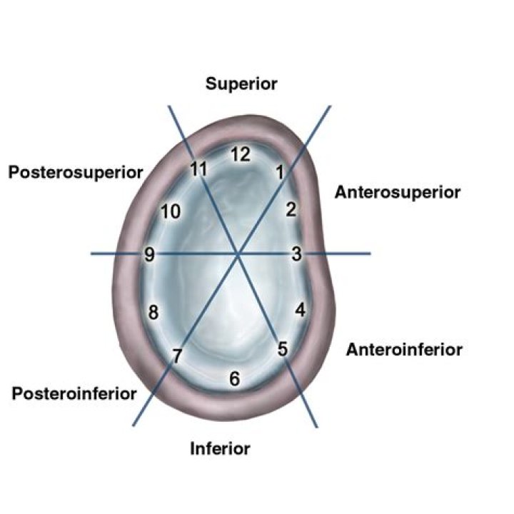 What does superiorly mean