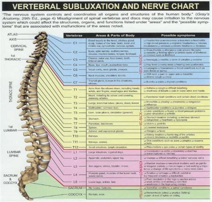 What does the t8 nerve control