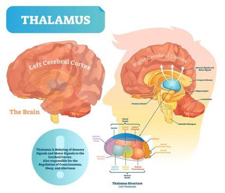 What does the thalamus do for vision?