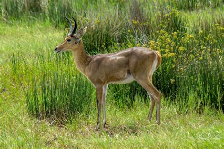 What eats a reedbuck?
