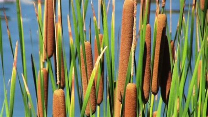 What fish will eat cattails